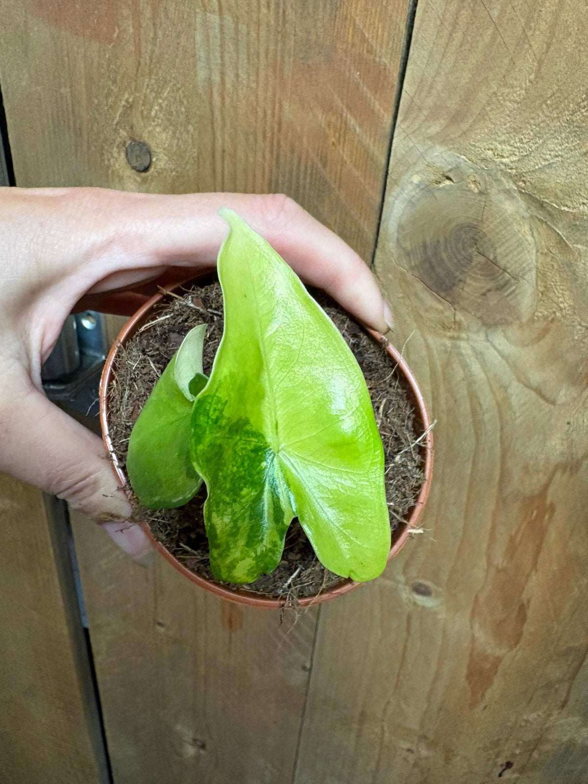 Alocasia tigrina superba variegata plant aurea yellow lime, Ophalen of Verzenden, Halfschaduw, Minder dan 100 cm
