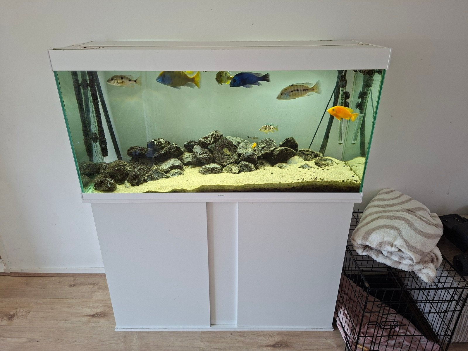 Ciano 120 aquarium met kast. Malawi vissen., Ophalen, Zo goed als nieuw, Leeg aquarium