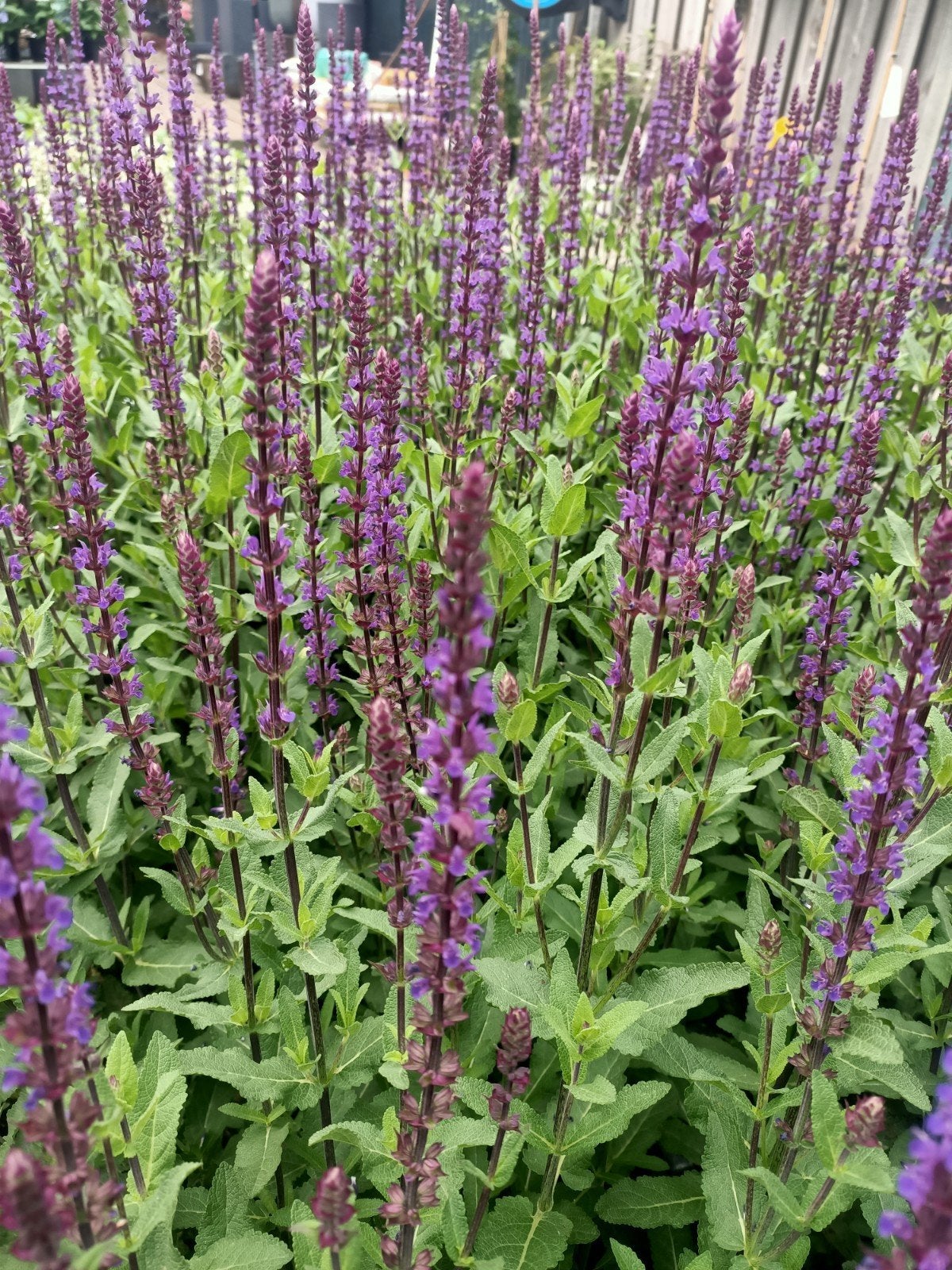 salvia vaste plant in div kleuren, Tuin en Terras, Planten | Tuinplanten, Ophalen of Verzenden, Overige soorten, Volle zon