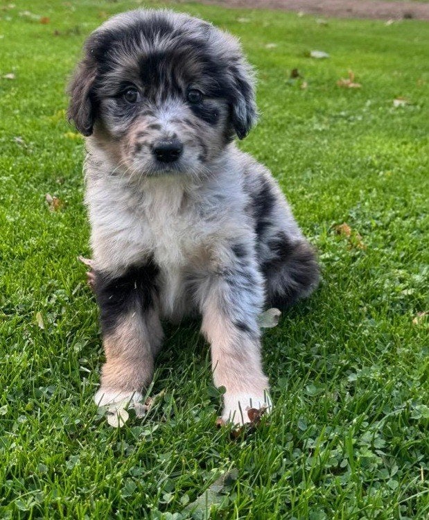 border collie / golden retriever, CDV (hondenziekte), 8 tot 15 weken, Meerdere, Meerdere dieren