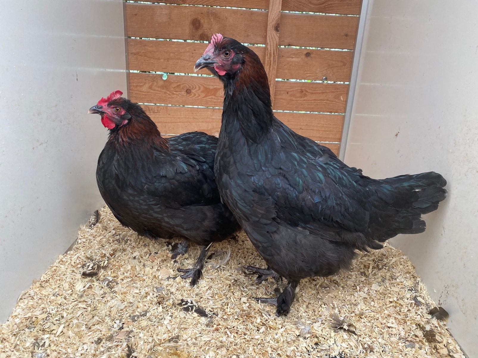 2 marans hennen zwart-koper HASSELT BELGIE, Dieren en Toebehoren, Vrouwelijk, Kip