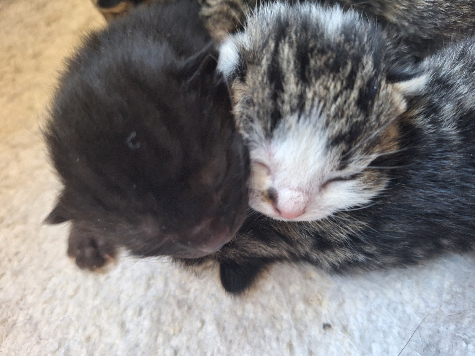 Prachtig nestje van 7 tijgerkittens, katertje, poesje, Dieren en Toebehoren, Katten en Kittens | Overige Katten, Meerdere dieren