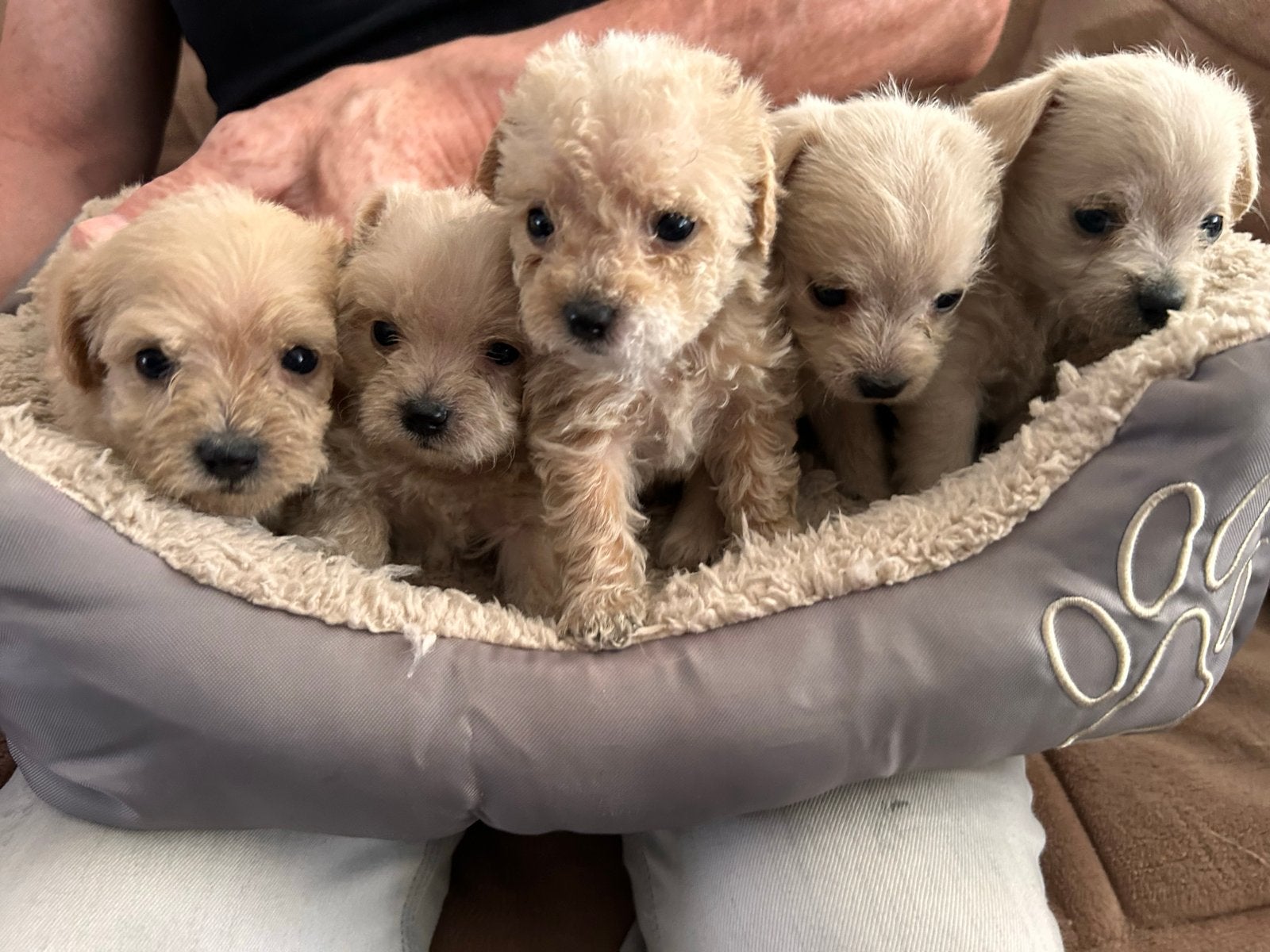 Chipoo minni toypoedel kruising chihuahua  puppy chiwawa, Poedel, Parvo, 8 tot 15 weken, Meerdere