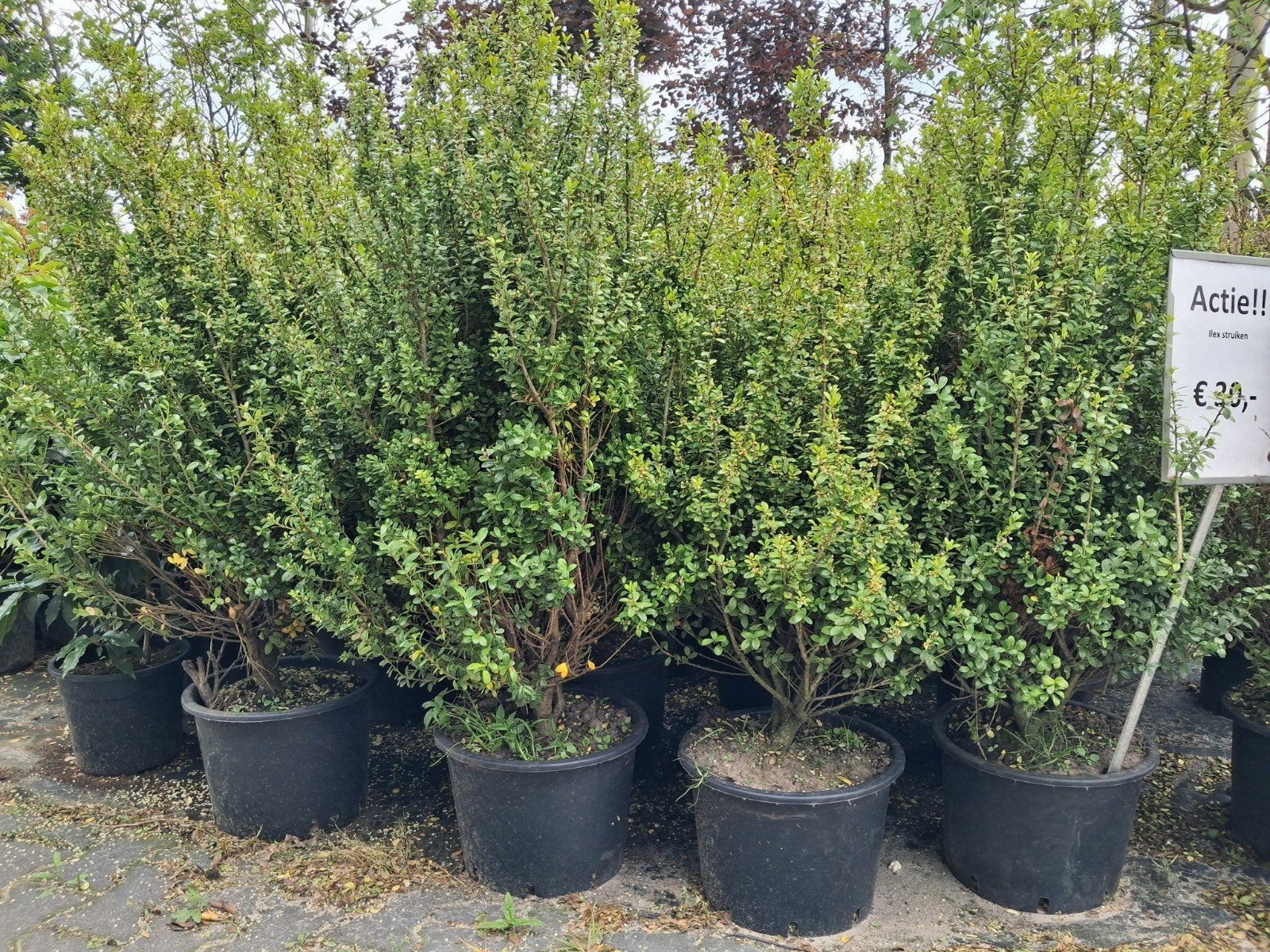Ilex caroline upright 100 cm hoog struiken - Actie prijs!, Ophalen of Verzenden, Hulst, Struik, 100 tot 250 cm