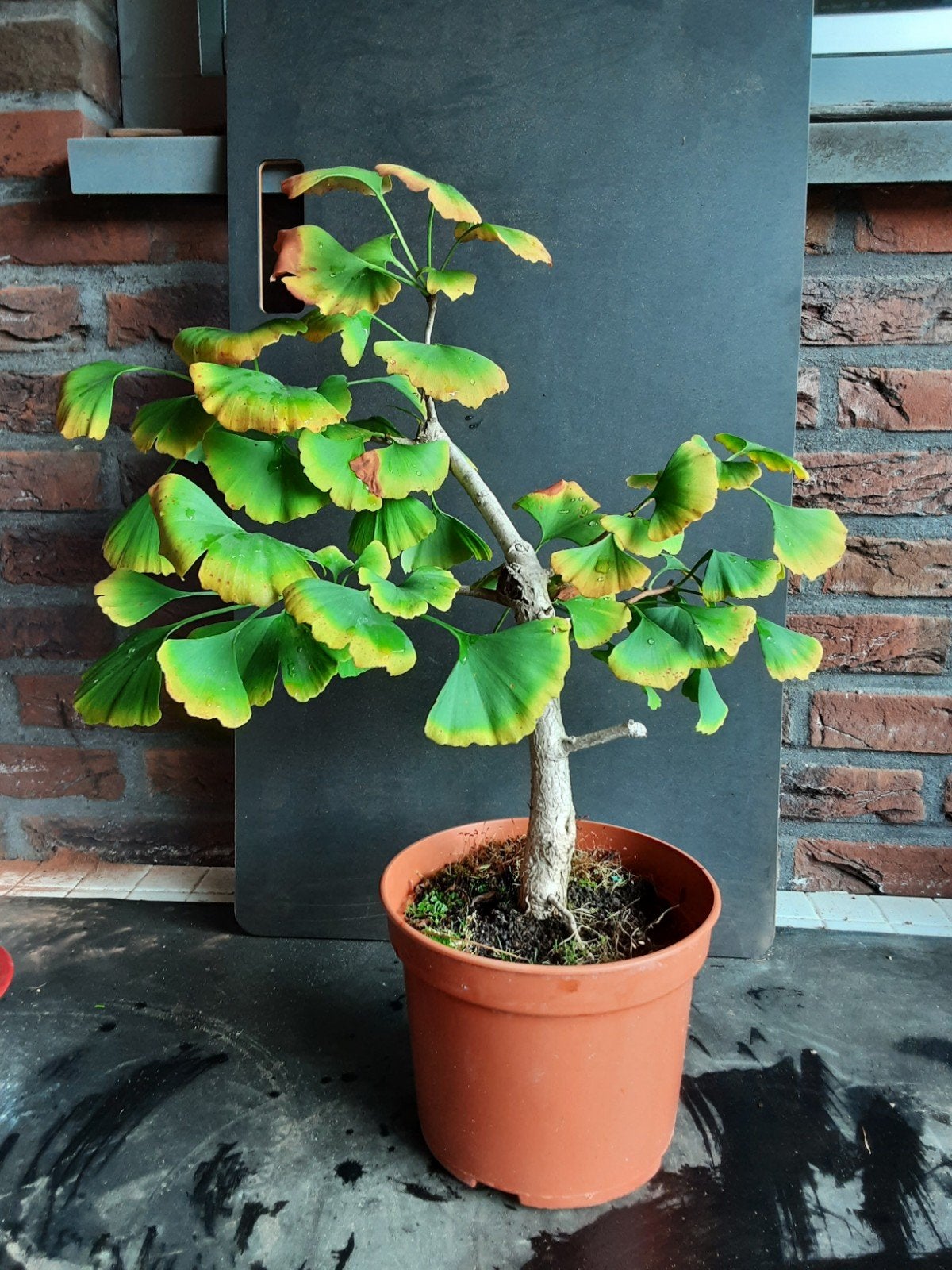 Pre-bonsai Ginkgo Biloba - Jonge Japanse Notenboom, Bloeit niet, Halfschaduw, Minder dan 100 cm, Overige soorten