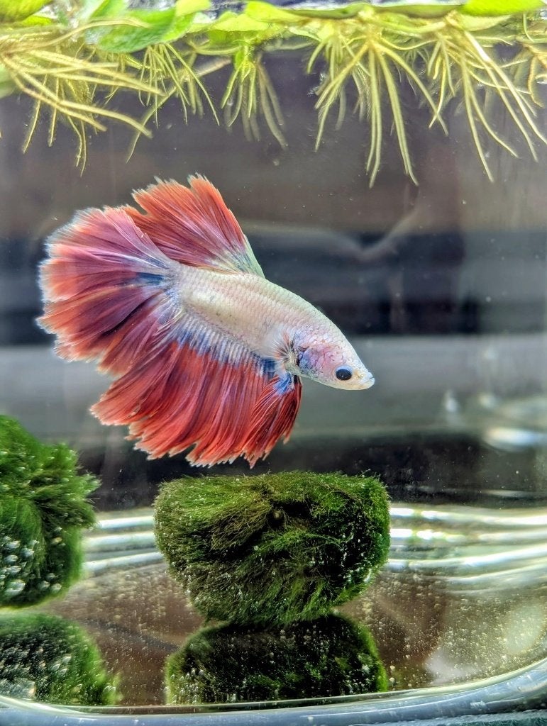 Betta / Kempvis mannen, Dieren en Toebehoren, Overige soorten, 0 tot 2 jaar