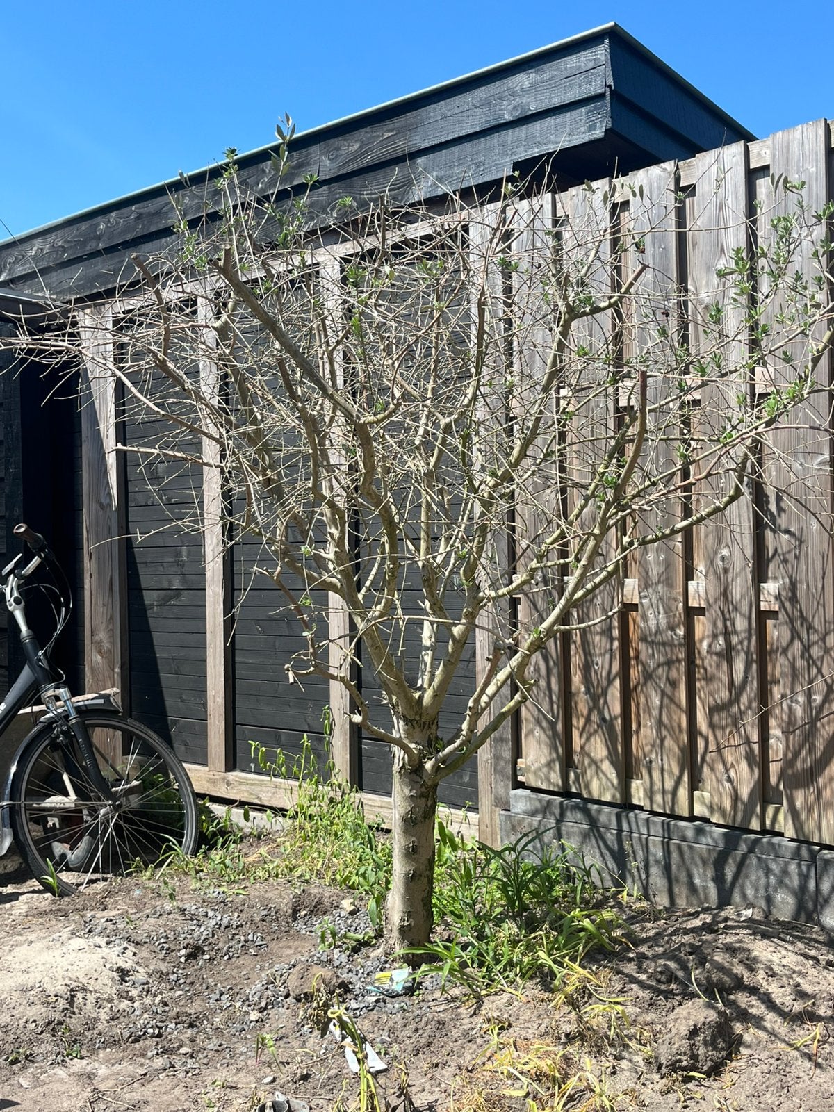 Olijfboom in bloei, Ophalen
