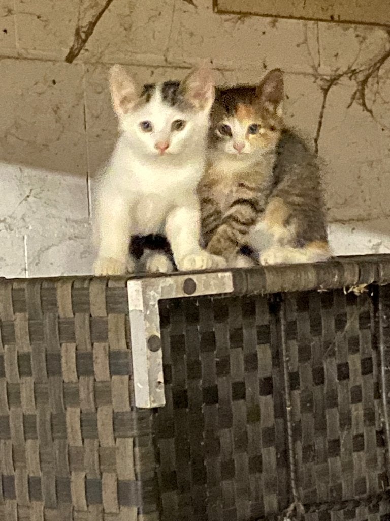 Lieve kitten, Dieren en Toebehoren, Kater, Kortharig, 0 tot 2 jaar