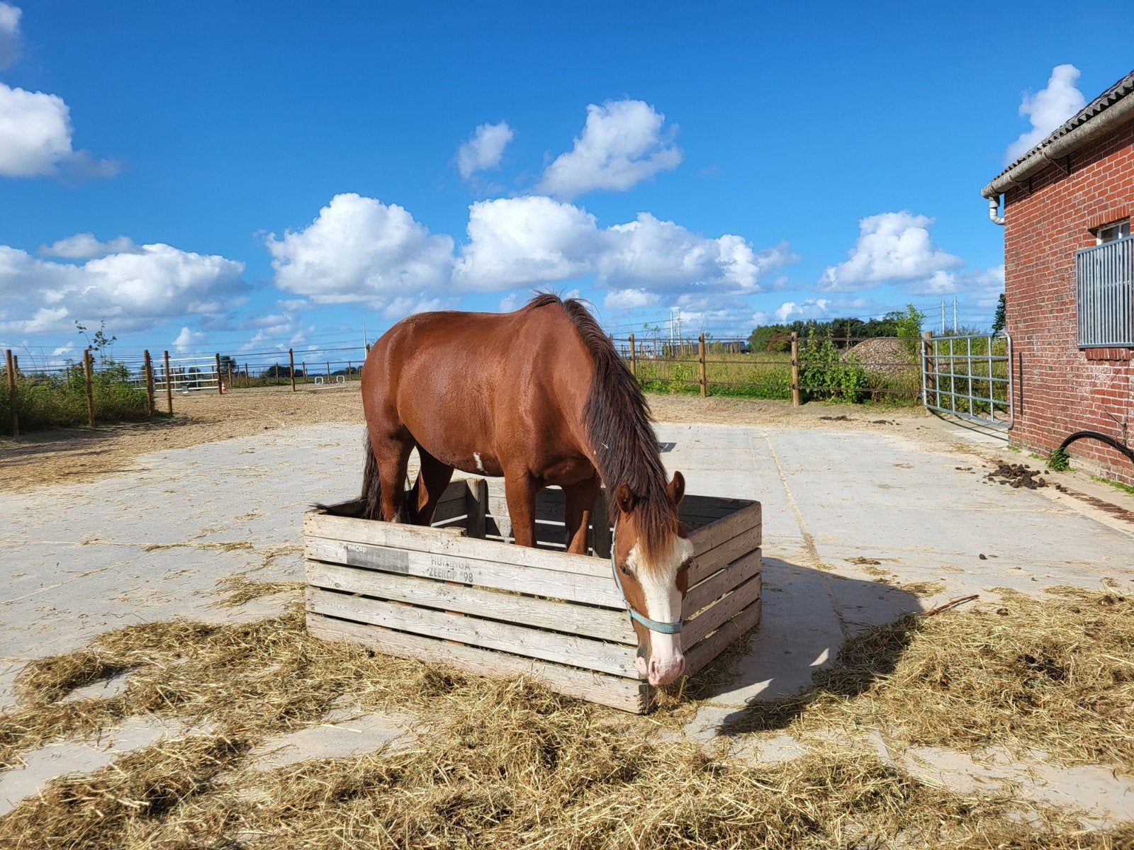 Knappe d pony welsh ruin, Dieren en Toebehoren, Pony's, Ruin
