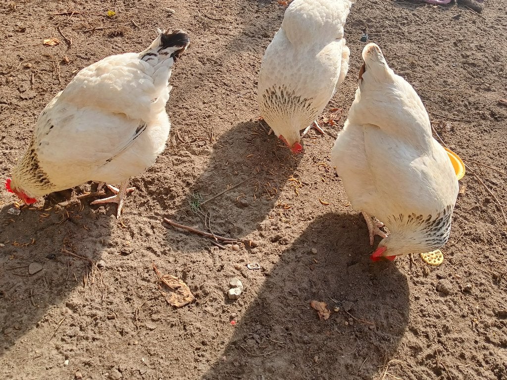 Sussex hennen kippen, Dieren en Toebehoren, Vrouwelijk, Kip