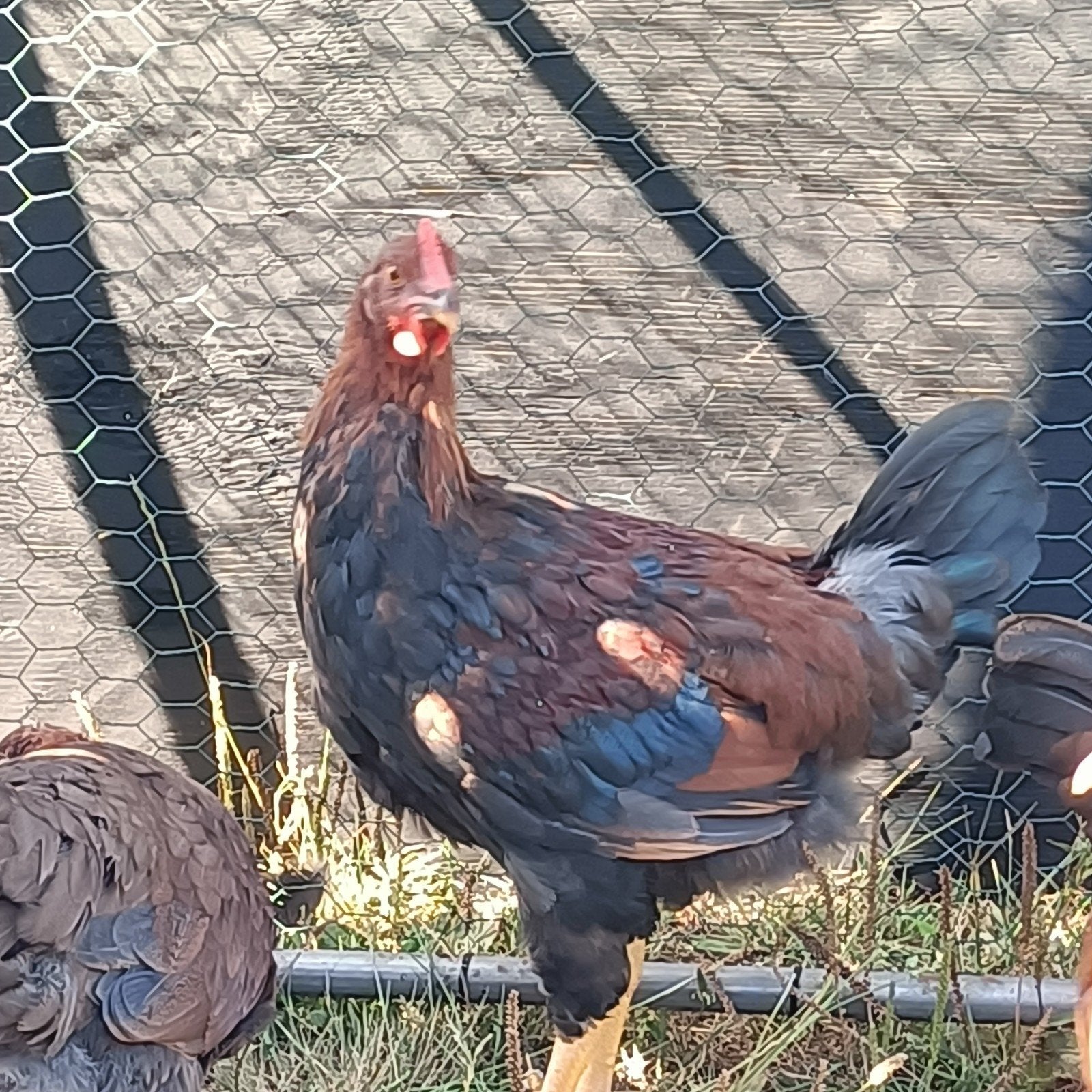 Welsummer haan 3 mnd., Dieren en Toebehoren, Pluimvee, Mannelijk, Kip