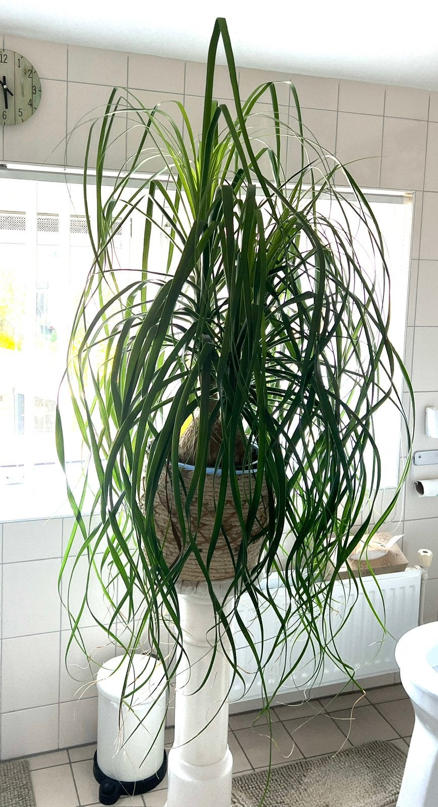 Olifantenpoot (Beaucarnea), Ophalen, Overige soorten, In pot, 150 tot 200 cm