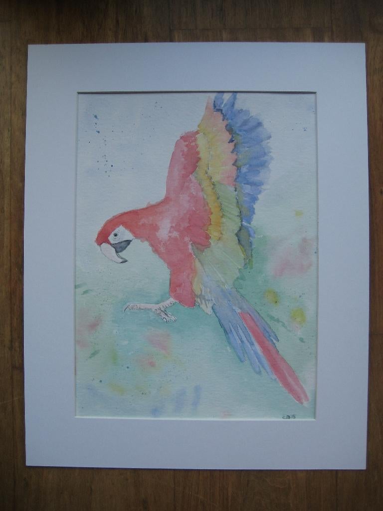Aquarel / Ara / Macaw 40 x 50 cm, Ophalen, Minder dan 50 cm, Nieuw, Schilderij