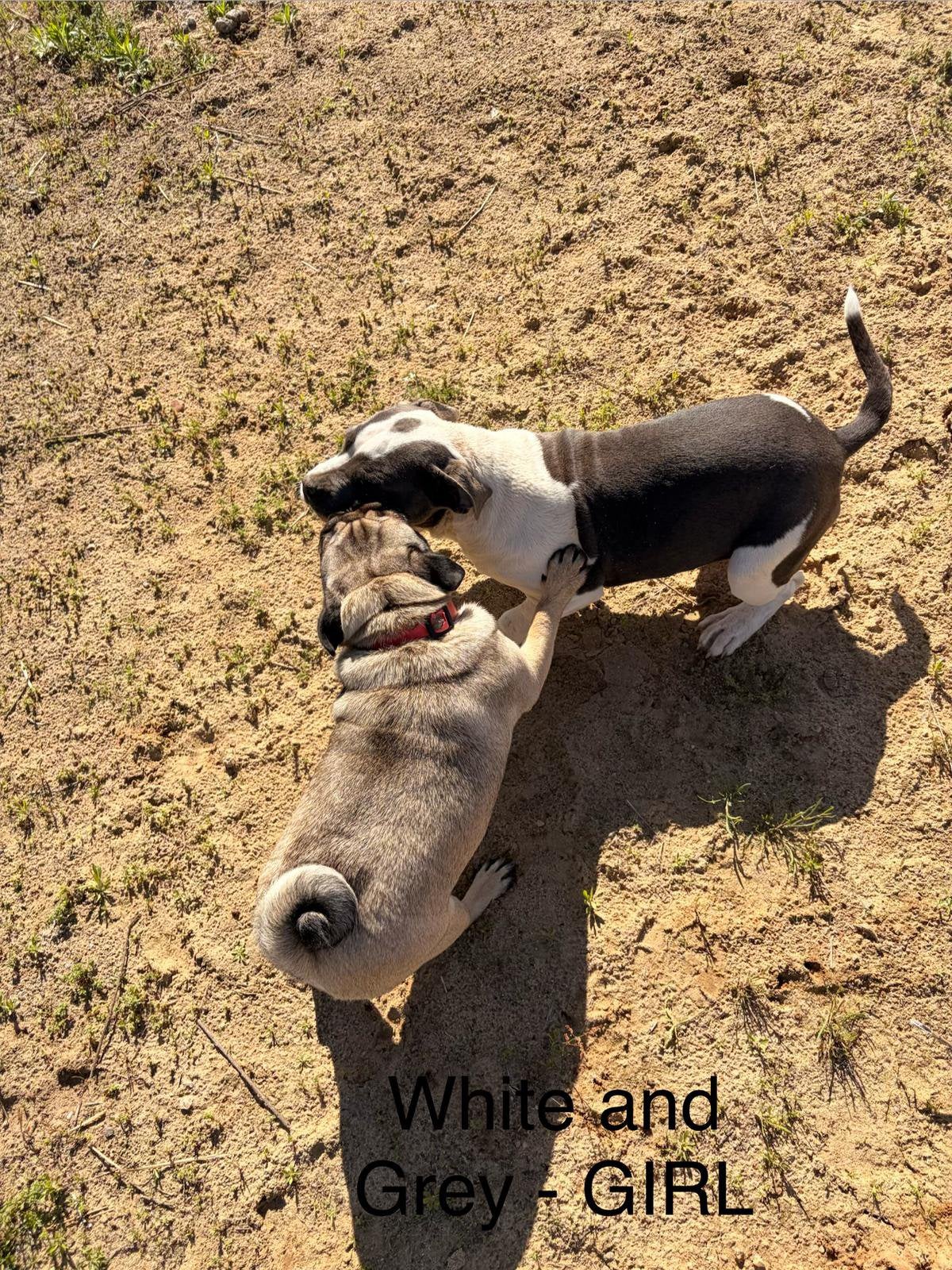 FANTASTIC AMERICAN BULLY  XL PUPPIES for sale !, Parvo, Overige rassen, 8 tot 15 weken, Meerdere