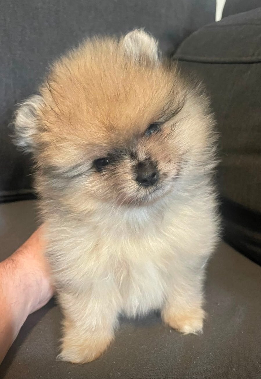 Pomeriaan Puppy Teefje Merle Tan, Parvo, Keeshond, 8 tot 15 weken, Teef
