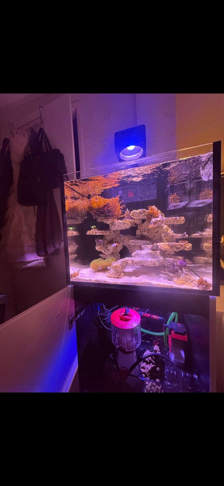 Zeeaquarium compleet red sea, Dieren en Toebehoren, Vissen | Aquaria en Toebehoren, Ophalen, Zo goed als nieuw, Gevuld zeewateraquarium