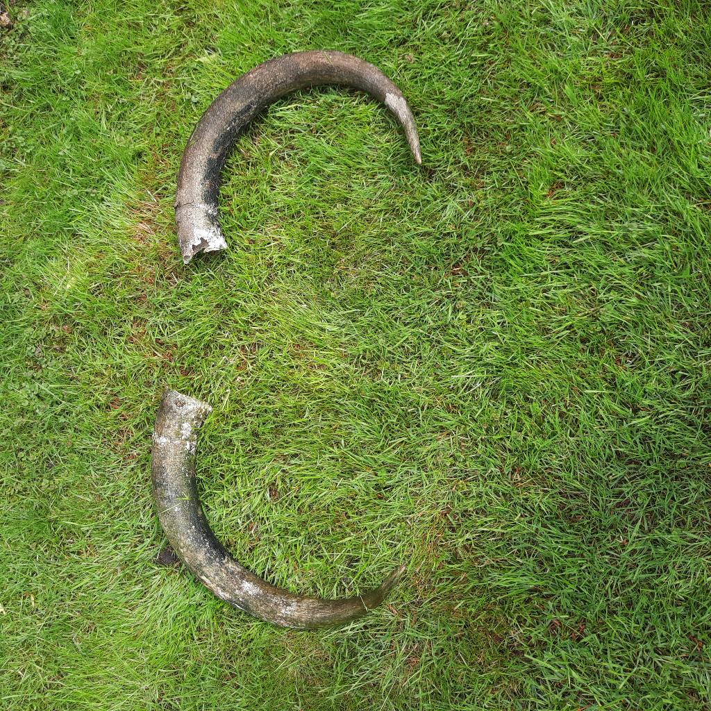 hoorns, Verzamelen, Dierenverzamelingen, Ophalen of Verzenden, Gebruikt, Overige soorten, Gewei of Kop
