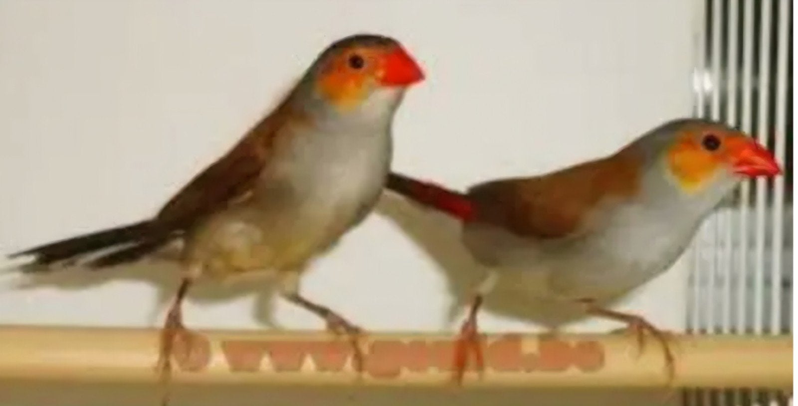 Koppel oranjekaakjes, Dieren en Toebehoren, Vogels | Overige Vogels, Meerdere dieren