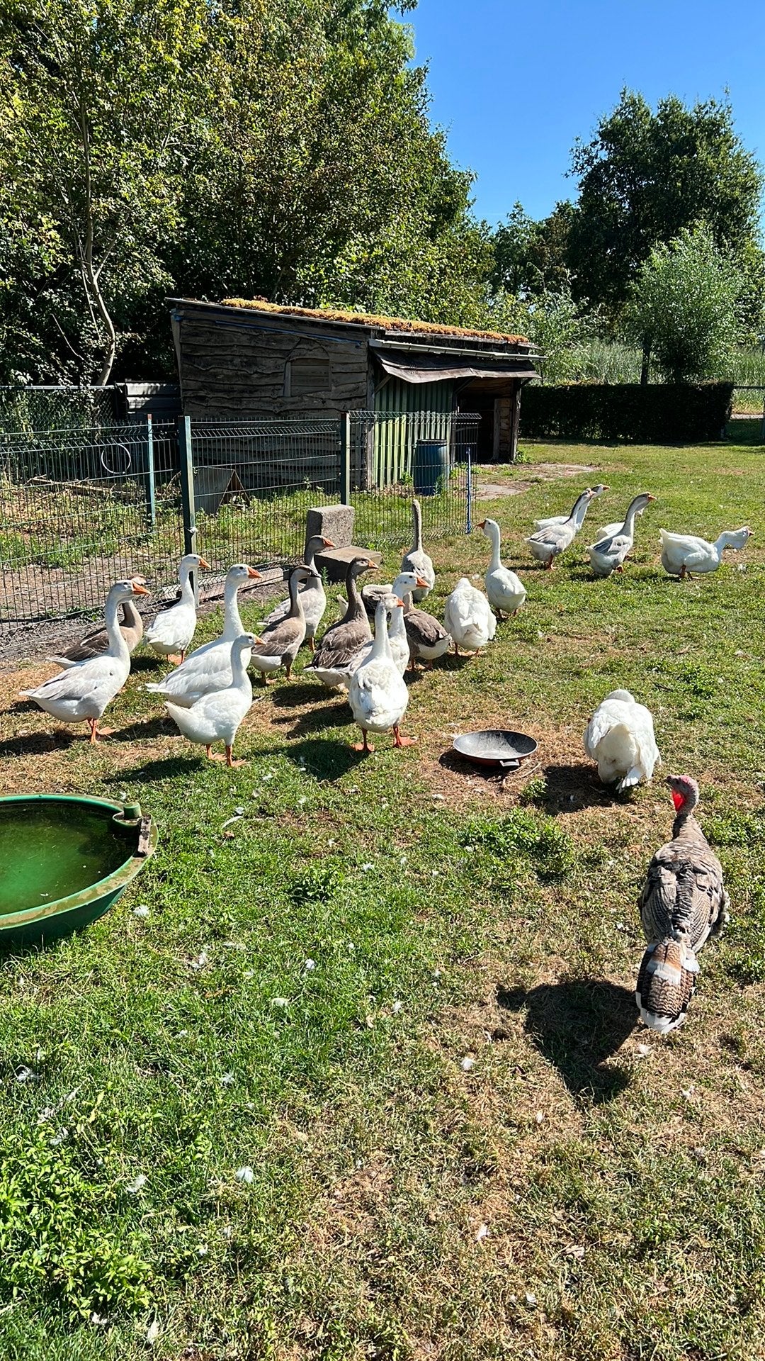 Jonge Chinese knobbel ganzen, Meerdere dieren, Gans of Zwaan