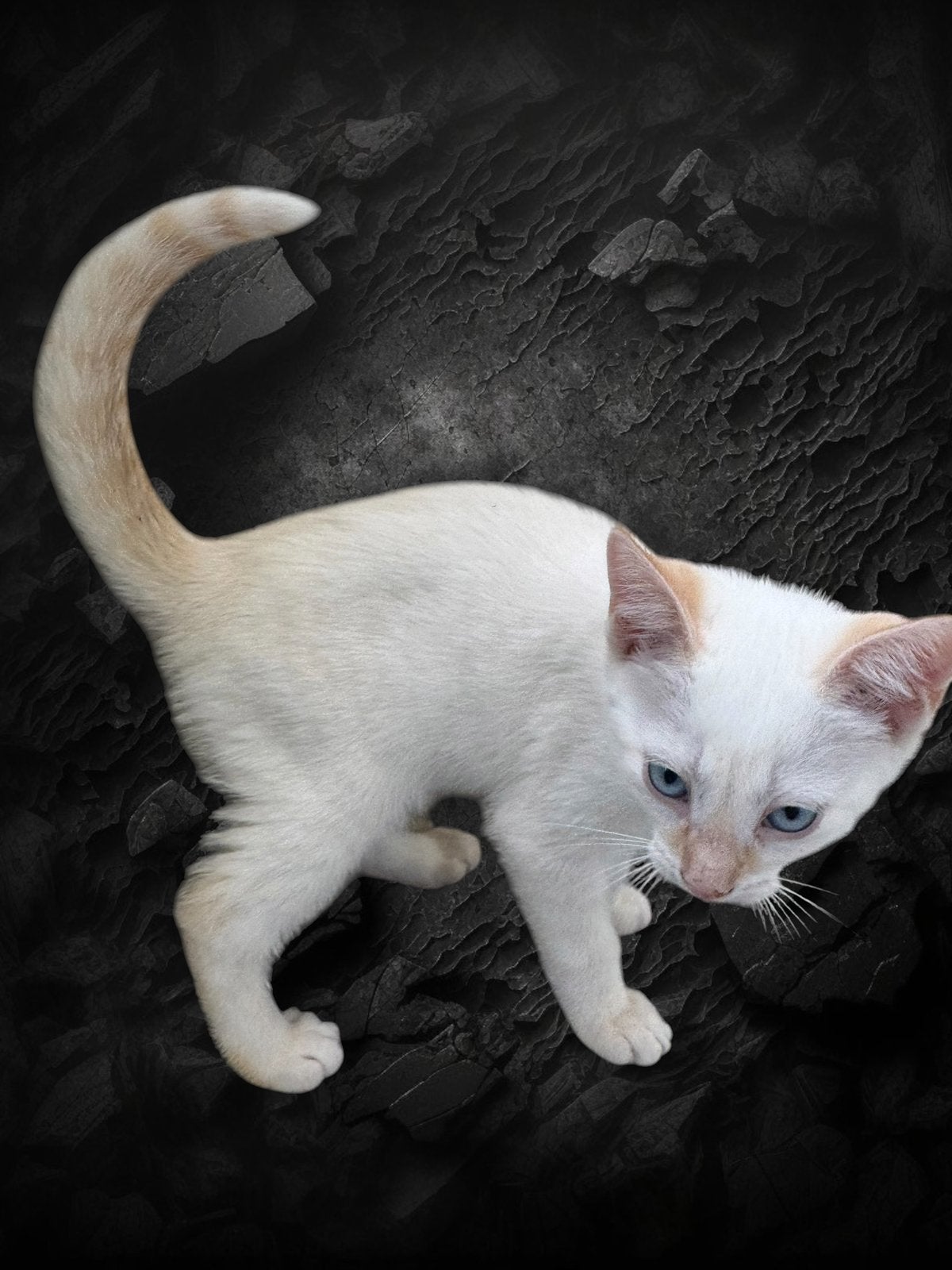 Lieve toyger kruising kittens, Kater, Ontwormd, 0 tot 2 jaar