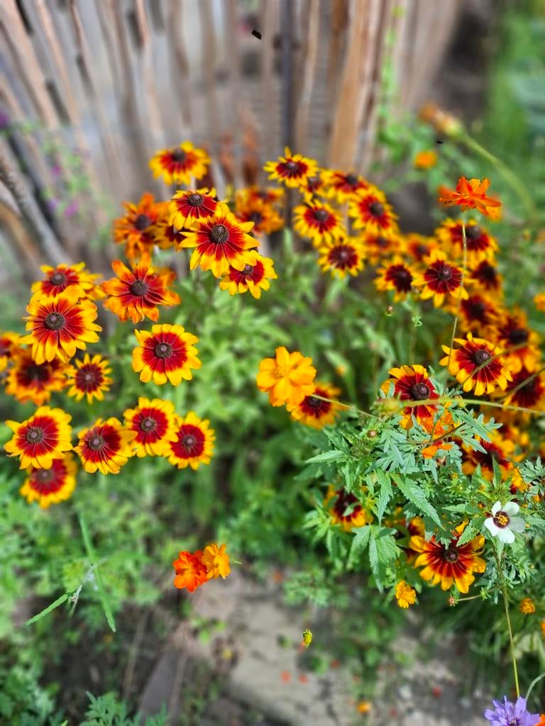 Rudbeckia Hirta Autumn colours, Ophalen of Verzenden, Voorjaar, Volle zon, Zaad
