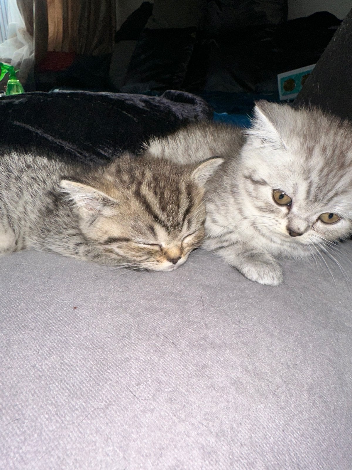 Lieve Britse Korthaar&Langhaar kittens zoeken een warm thuis, Dieren en Toebehoren, Meerdere dieren, Ontwormd