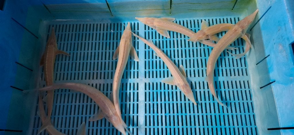 Steur Albino Sterlet Ruthenus, Dieren en Toebehoren, Vissen | Vijvervissen, Steur