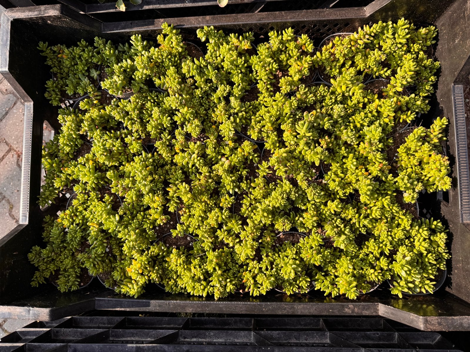 Foto 14 van Rotsplanten: 30 soorten,10 voor €10, sempervivum, sedums enz