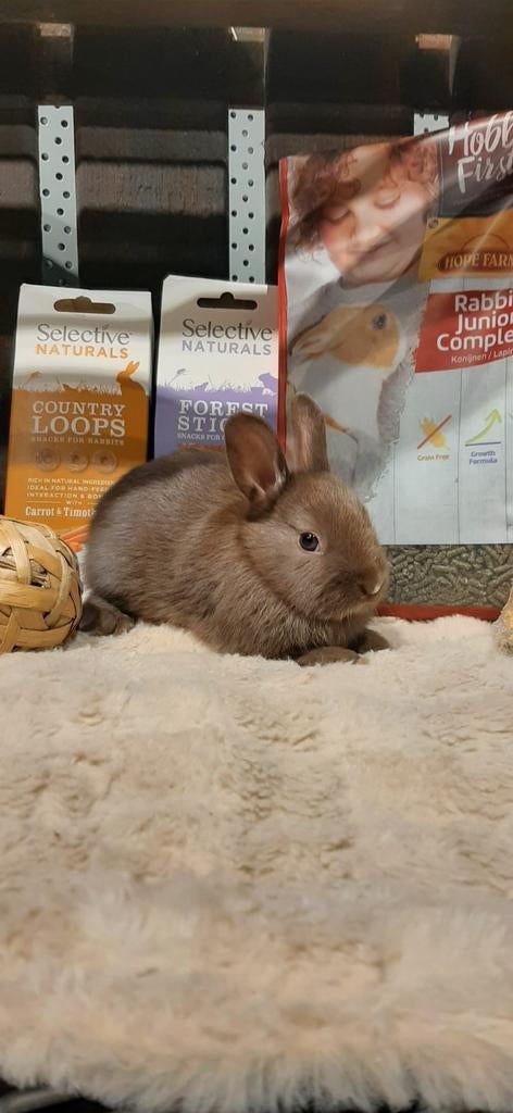 Super lieve jonge tamme konijntjes., Dieren en Toebehoren, Konijnen, Meerdere dieren, Dwerg