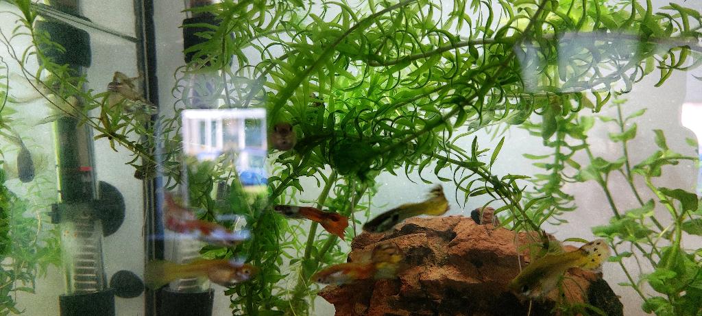 Mooie Baby guppen, Dieren en Toebehoren, Vis, Zoetwatervis