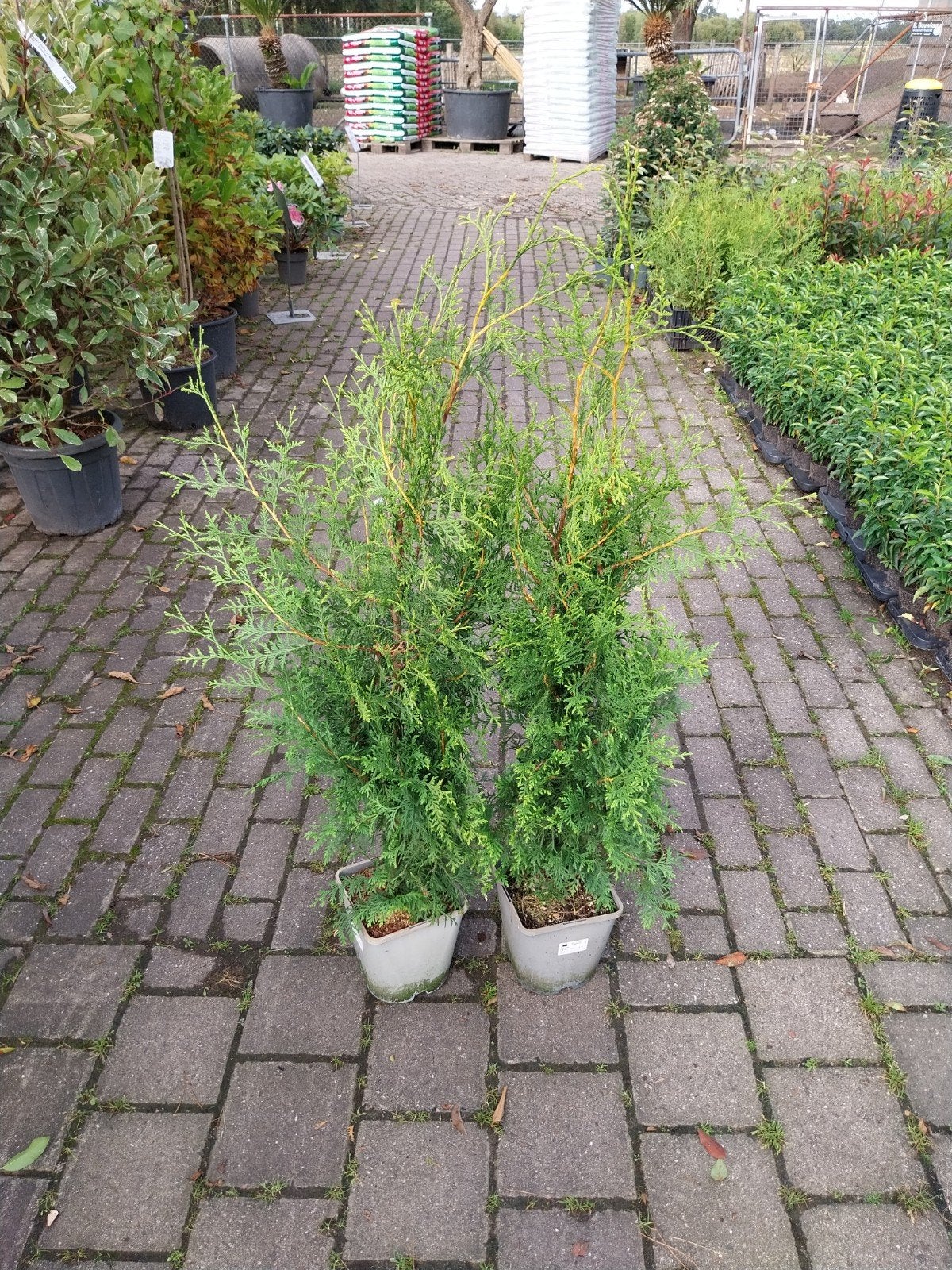Thuja Brabant Coniferen 80-120 cm hoog, Volle zon, Vaste plant, Bloeit niet, Ophalen