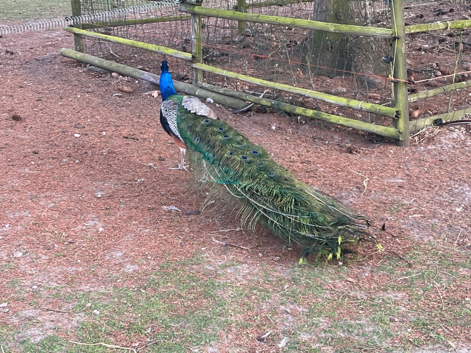 Mooi koppel blauwe pauwen, Meerdere dieren, Overige soorten