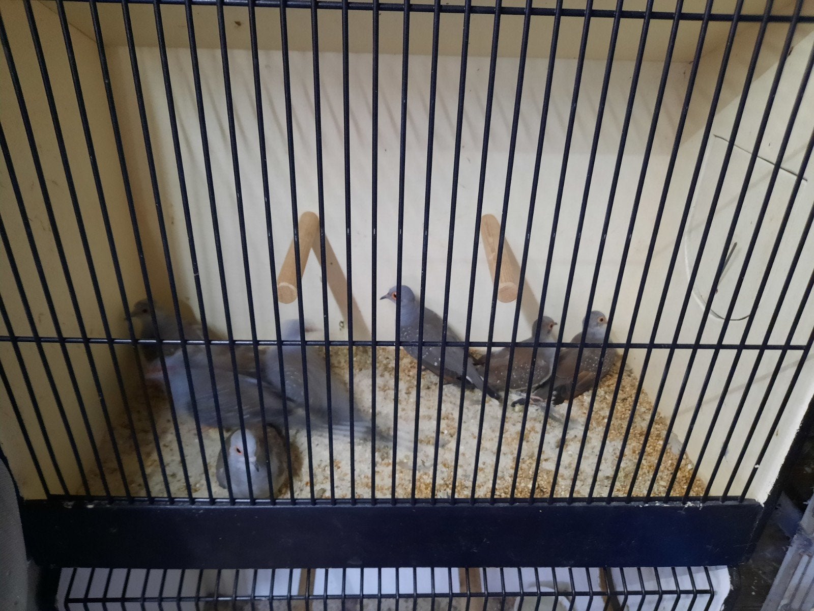 wildkleur diamant duifjes, Meerdere dieren, Tropenvogel