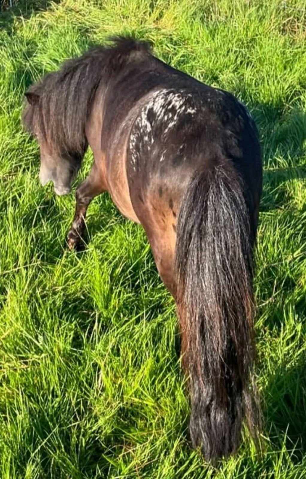 Mini hengst te koop, Dieren en Toebehoren, Pony's, Hengst, A pony (tot 1.17m), Gechipt, 3 tot 6 jaar
