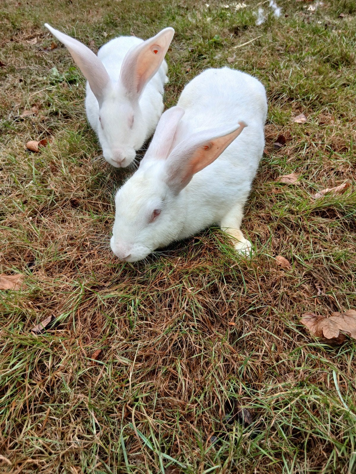 2 nieuwzeelandse witte voedsters, Dieren en Toebehoren, Vrouwelijk, Middelgroot, 0 tot 2 jaar