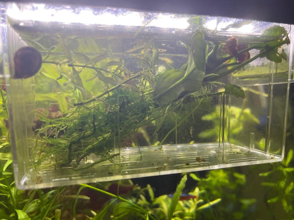 Aquarium slakken, Ophalen of Verzenden, Nieuw, Overige typen