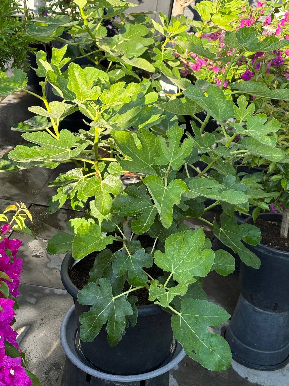 2 mooie vijgenbomen met vruchten in pot!!, Ophalen, Minder dan 100 cm, Volle zon, In pot