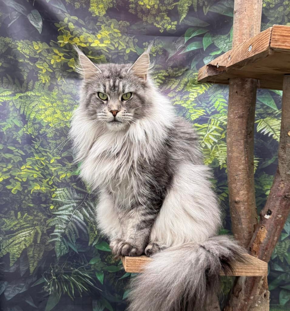 Maine Coon poes, Dieren en Toebehoren, Katten en Kittens | Raskatten | Langhaar, Poes, Met stamboom, 3 tot 5 jaar