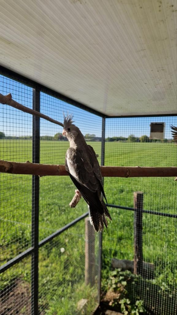 Jonge valkparkiet grijs gepareld, Dieren en Toebehoren
