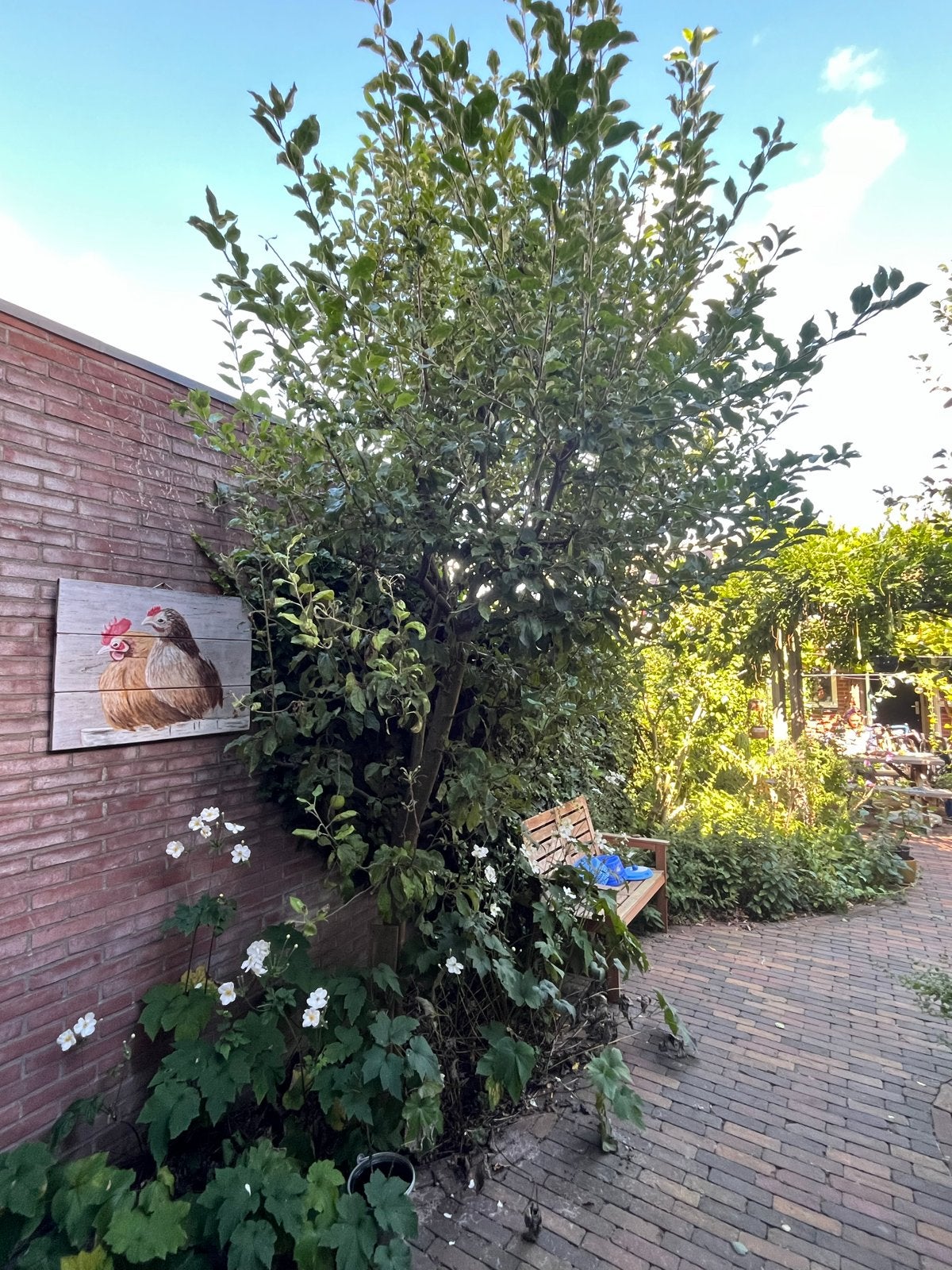 Volwassen Elstar Appelboom - 13-14 jaar oud, 10cm stam, Tuin en Terras, Overige soorten, Lente, 250 tot 400 cm, Ophalen