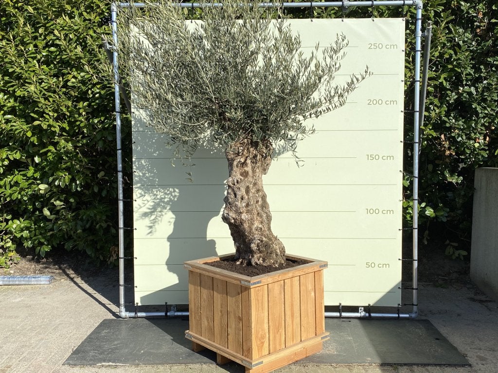 Olijfboom - Bonsai in bak - stamomvang 80-100 cm, Ophalen of Verzenden, Olijfboom, 250 tot 400 cm, Zomer