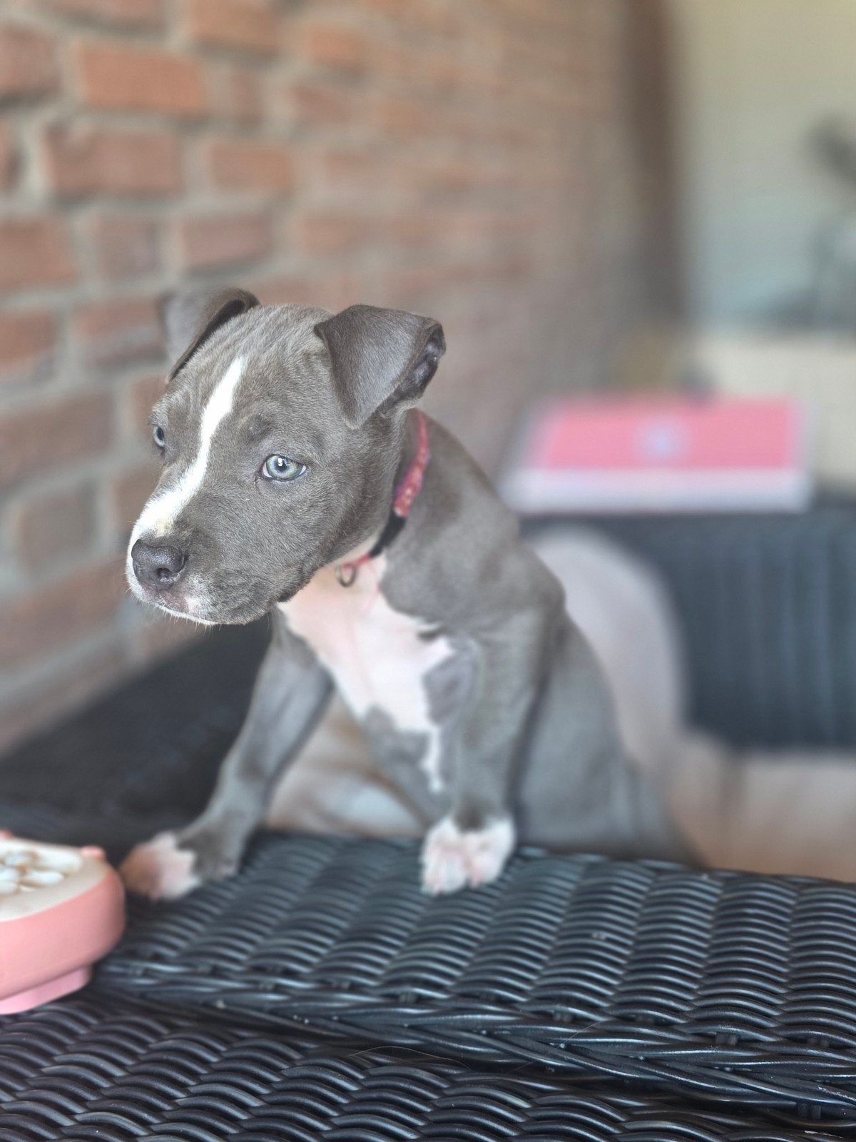 Blue American Staffordshire Terrier Puppies, 8 tot 15 weken, Meerdere, Meerdere dieren, Nederland
