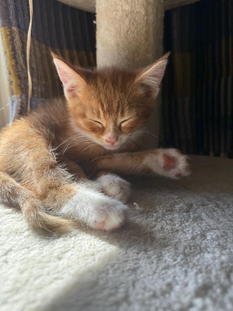 Kittens, Meerdere dieren, Ontwormd