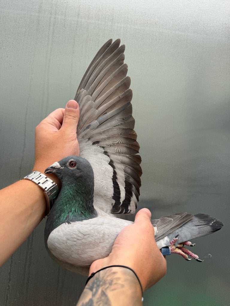 Post duif, Dieren en Toebehoren, Vogels | Duiven, Mannelijk, Postduif