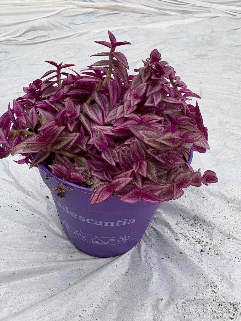 Tradescantia Fluor, Ophalen of Verzenden, Halfschaduw, Minder dan 100 cm