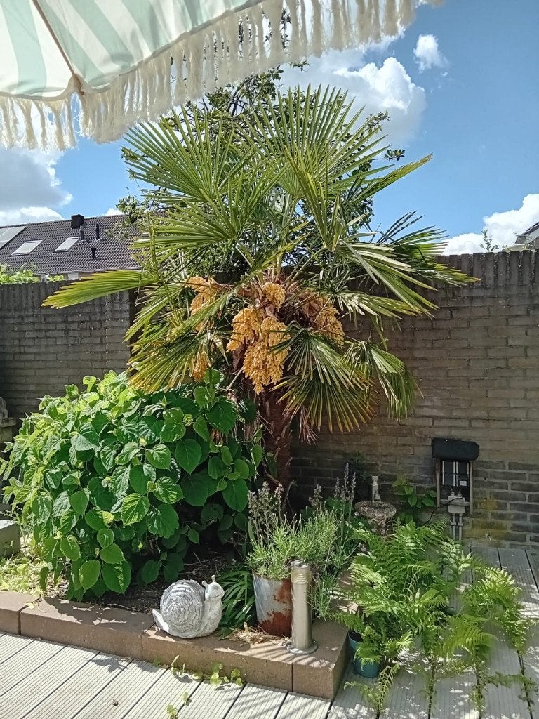 Chinese waaierpalm, Volle zon, Vaste plant, Lente, Ophalen