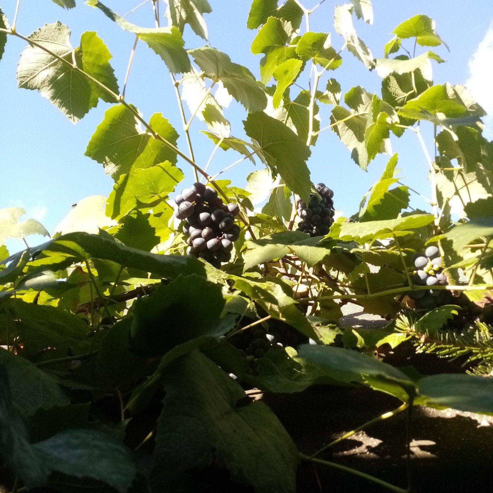 Druiven, Tuin en Terras, Ophalen, Overige soorten, Haag