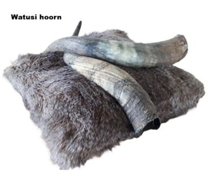 Watusi Hoorn decoratie Nieuw, Verzenden, Nieuw