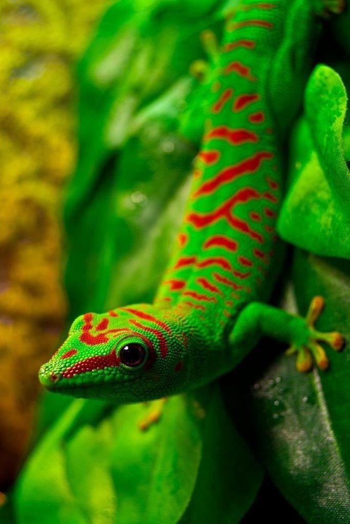 Gezocht: Phelsuma grandis gecko, Hagedis, 0 tot 2 jaar