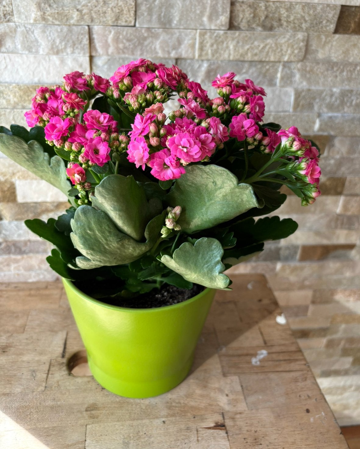Kalanchoe roze in pot, Huis en Inrichting, Overige soorten, In pot, Minder dan 100 cm, Bloeiende kamerplant